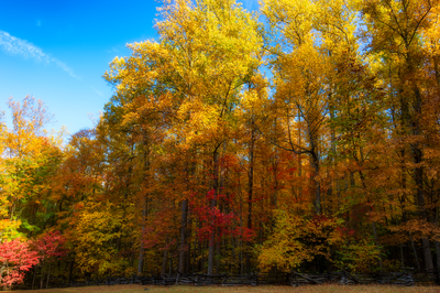 fall trees