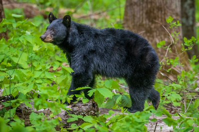 black bear in woods