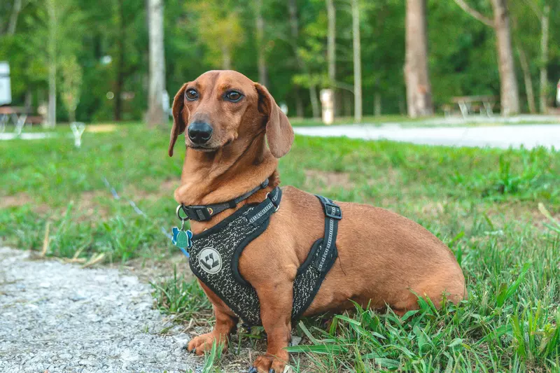 dachshund in grass