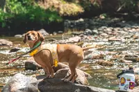 dog at river cove campground