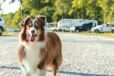 dog at River Cove Campground